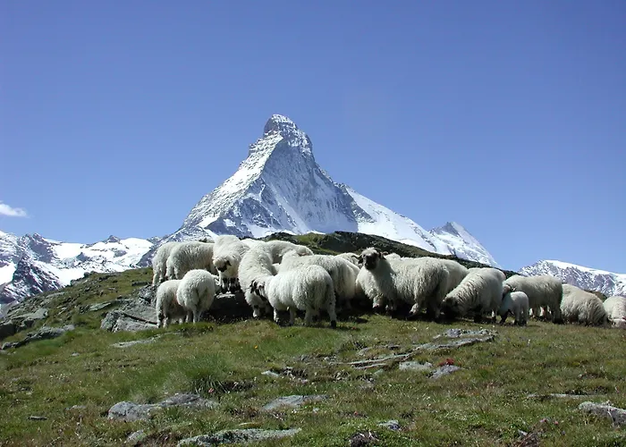 ヨーロッパ ＆ スパ ツェルマット